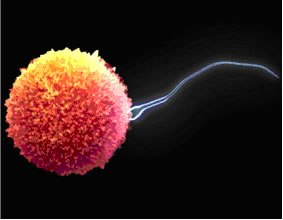 SHAFI AYURVEDA MARMACHIKILSALAYAM